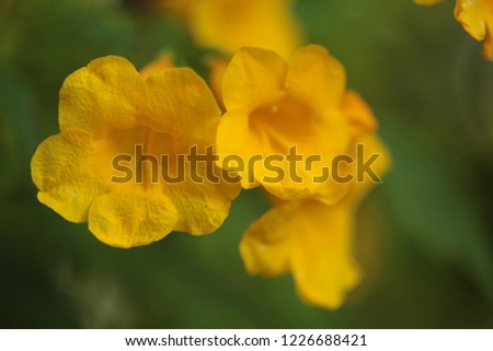 Close up Yellow elder, Yellow bells, or Trumpetflower, Scientific name is Tecoma stans.