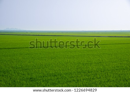 Green grassy horizon with horizon.