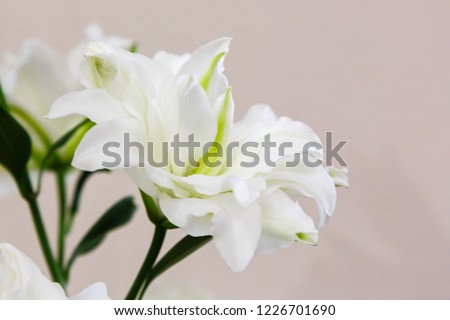 Lily flowers. Lily (lat. Lílium) is a genus of plants of the Lily family (Liliaceae). Perennial grasses with bulbs