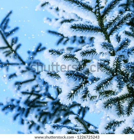 Blue Christmas fairy Background. Snow coniferous branches.