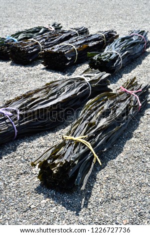 kelp  fishery  japanese food　seaweed