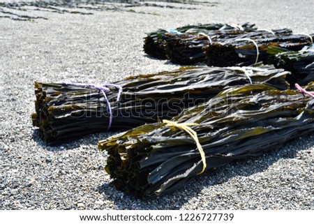 kelp  fishery  japanese food　seaweed