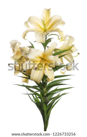 Branch of tender yellow lilies isolated on white background.