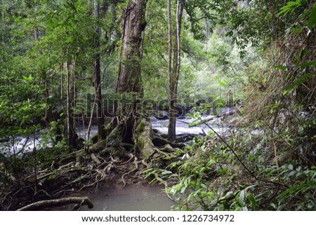 A tree was being between a pond and water stream in the rain forest. Quick flow of water stream and diversity of green trees around.