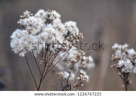 Autumn flowers and herbs. Dry autumn plants