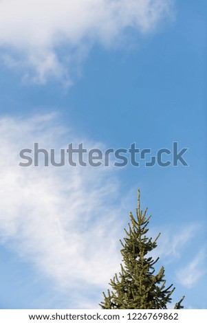 spruce tree in background sky and clouds, beautiful sunny day, weather, life