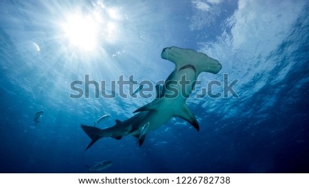Great hammerhead shark, Mokarran, with the sun shining behind. Bimini. Bahamas Royalty-Free Stock Photo #1226782738