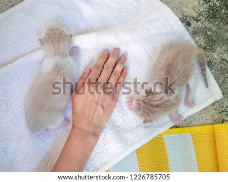 Newborn babies cat and woman hand