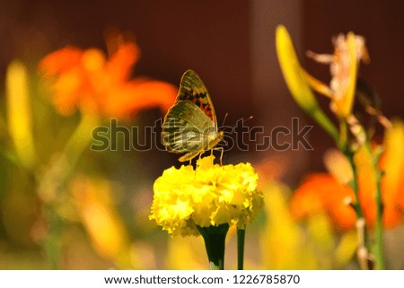 Beautiful butterfly with spotted wings of Nymphalidae family