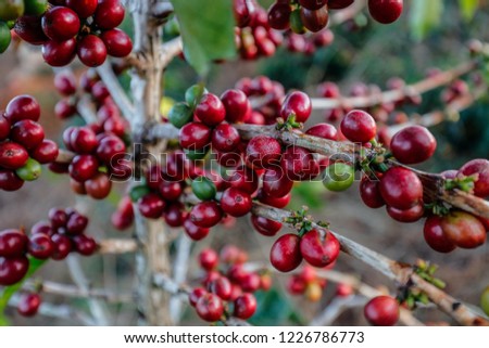 Coffee bean on coffee tree in da lat