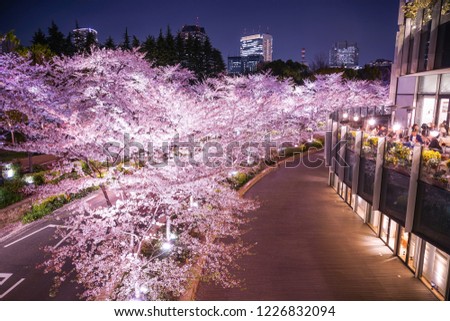 Tokyo Midtown Sakura (full bloom)