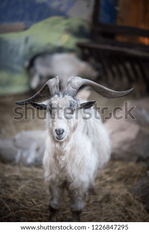 Happy Goat with a big horns