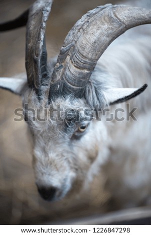 Happy Goat with a big horns