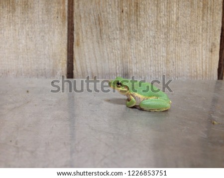 Beautiful Green frog, Outer Banks of North Carolina NC