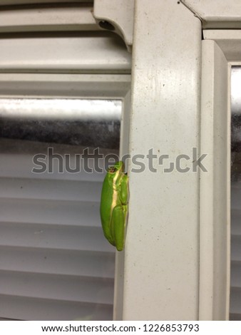 Beautiful Green frog, Outer Banks of North Carolina NC