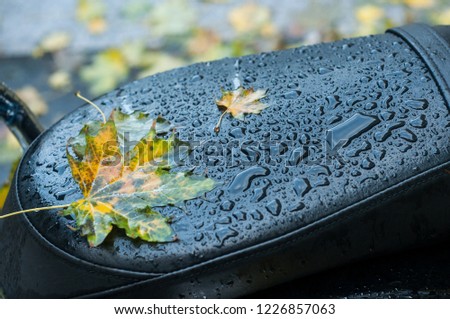 closeup of rain drops on maple leaves on leather motorcycle saddle