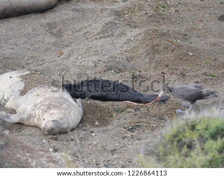 Albatross tries to eat umbilical chord of newborn elephant seal. Picture shot at peninsula Valdes in Argentina