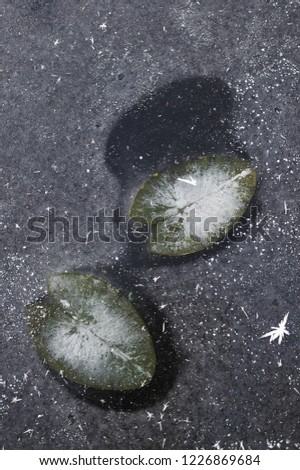 Frozen water-lilies leaves on the surface of frozen lake.
