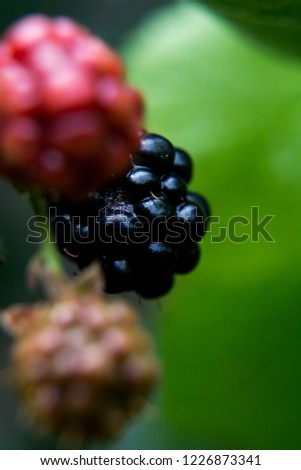 Blackberry in summer