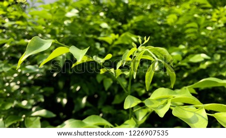 Multiple, Green leaves growth on the branch tree, natural background. Selective focus.