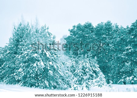 Blurred background. Frozen winter forest with snow covered trees.