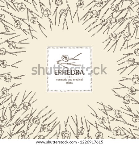 Background with ephedra: branch of Chinese ephedra with leaves and berries. Cosmetics and medical plant. Vector hand drawn illustration.