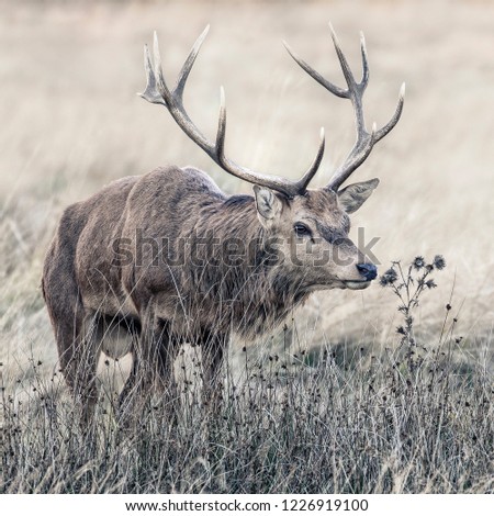 A Red Deer stag seen gingerly nuzzling a thistle plant. Location Bushy Park, London, UK. The image has been processed "high key" with a split toning to give it a moody atmosphere. 