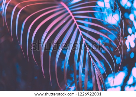 Pink palm leaf pattern texture abstract background. Copy space for graphic design tropical summer concept. Vintage tone filter effect color style.