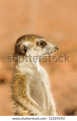 Portrait of Suricate or meerkat in Kalahari desert; Suricata suricatta; South Africa