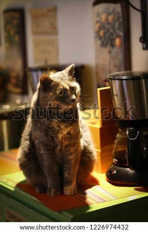 tree color cat sit beside the cattle on the table close up photo
