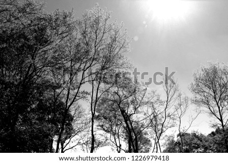 trees sky and sun, black and white landscape