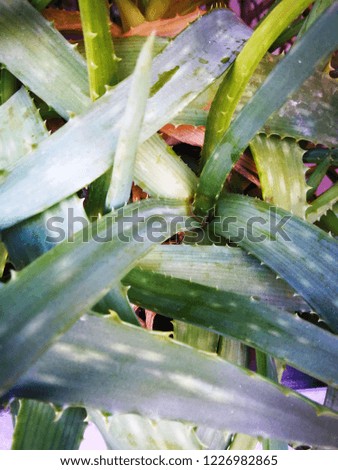 texture of tropical plants in green, close up, perfect for backgrounds, invitations, posters, graphic design