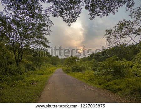 Picture of a Road leading to forest.