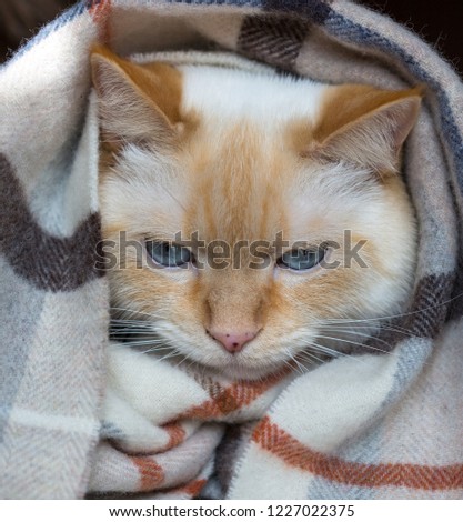 Little adorable domestic kitten wrapped in wool cozy scarf holds on hands. Winter cat with orange eyes. Warm winter picture 
