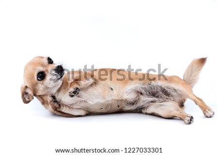 Chihuahua dog pet isolated 