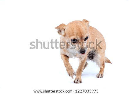 chihuahua dog female white background 