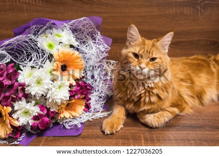 Young red cat of Maine Coon breed lying on brown wooden table with colorful bouquet of gerberas and chrysanthemum flowers in wrapping paper