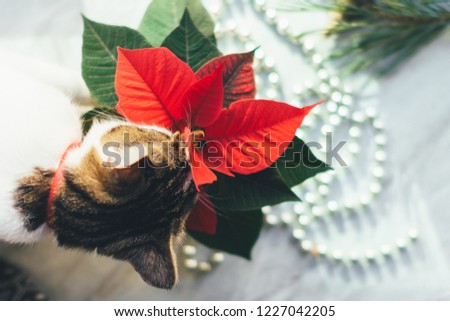 Cat eats poinsettia. Cozy Christmas background. Funny pet picture