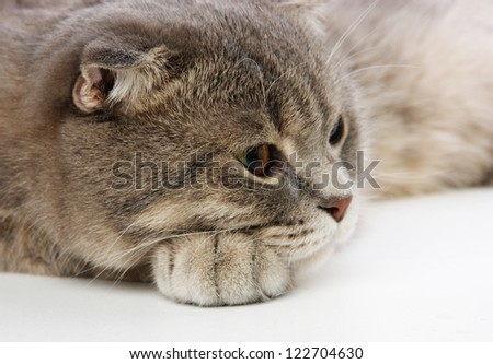  British kitten on white background