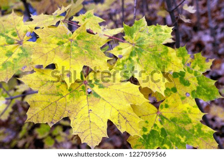 Autumn. Multicolored maple leaves lie on the grass. Red and orange autumn leaves background. Outdoor. Colorful backround image of fallen autumn leaves perfect for seasonal use. Space for text.
