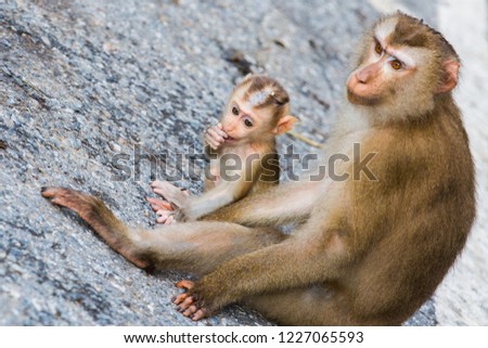 Wild monkeys playing and eating