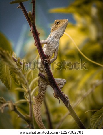 Camouflage of lizard and standing on tree like a spiderman