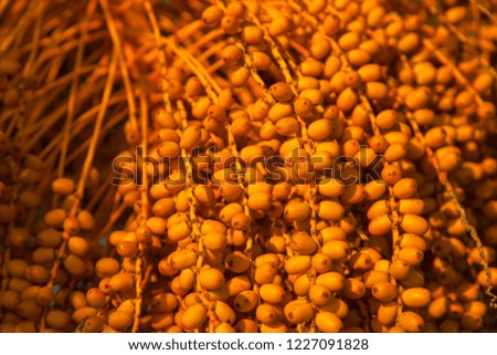 Positive and expressive orange background - natural exotic palm fruits, high resolution photography
