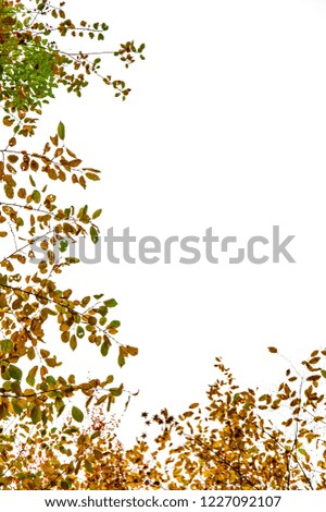 autumnal foliage framework isolated on a white background - common beech botton-up view