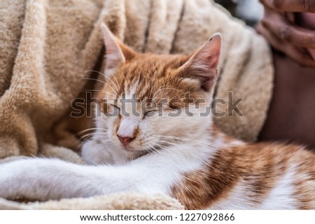 Portrait domestic cute pet cat