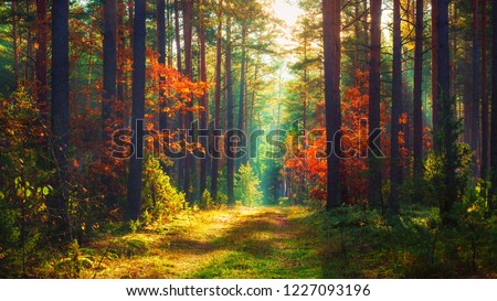 Autumn nature landscape of colorful forest in morning sunlight Royalty-Free Stock Photo #1227093196