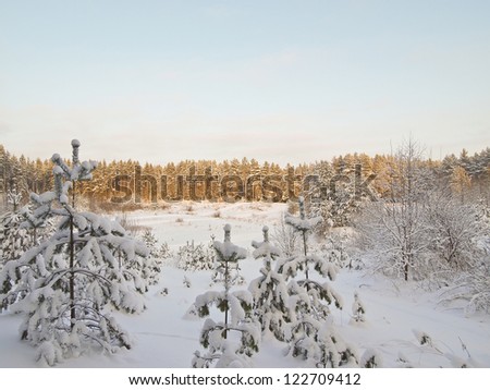 Winter landscape. Winter wood covered with ice. Russian winter