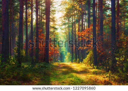 Autumn forest. Fall nature. Colorful trees in woodland Royalty-Free Stock Photo #1227095860