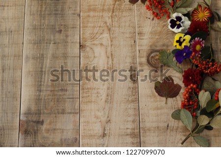 chrysanthemum and pansy.Background