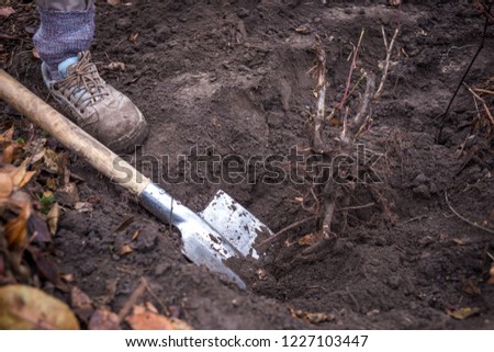 Metal shovel in the dirty ground, close-up. Shovelling. Agricultural work